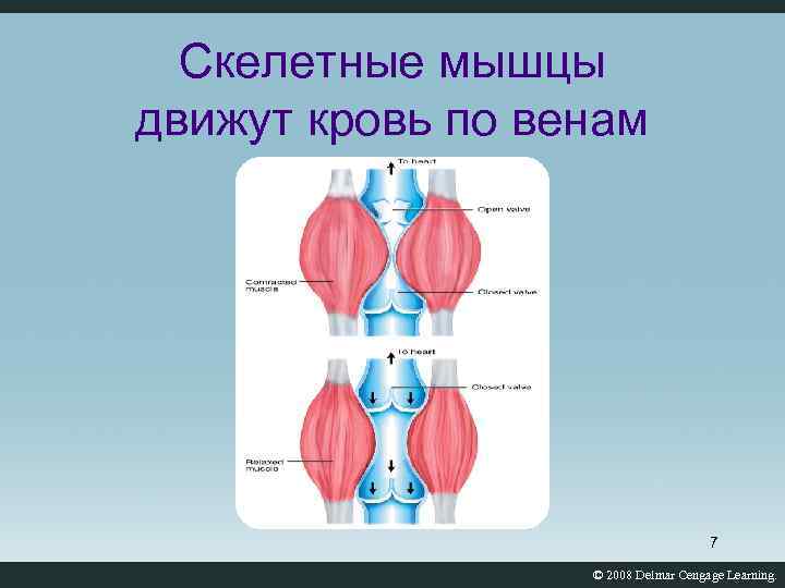 Скелетные мышцы движут кровь по венам 7 © 2008 Delmar Cengage Learning. 