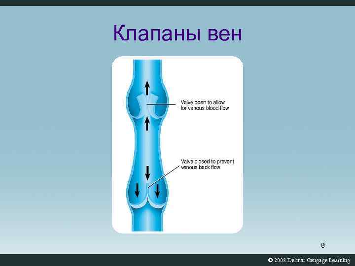 Схема действия венозных клапанов.