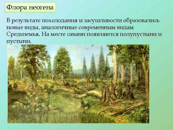 Флора неогена В результате похолодания и засушливости образовались новые виды, аналогичные современным видам Средиземья.