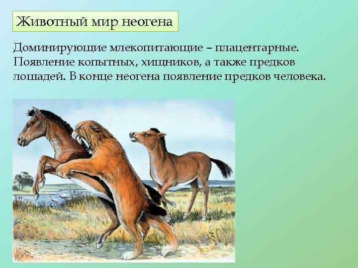 Животный мир неогена Доминирующие млекопитающие – плацентарные. Появление копытных, хищников, а также предков лошадей.