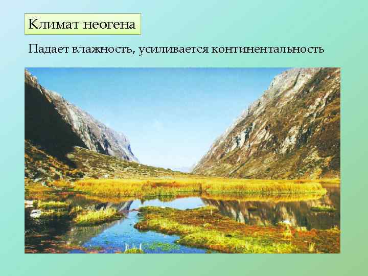 Климат неогена Падает влажность, усиливается континентальность 