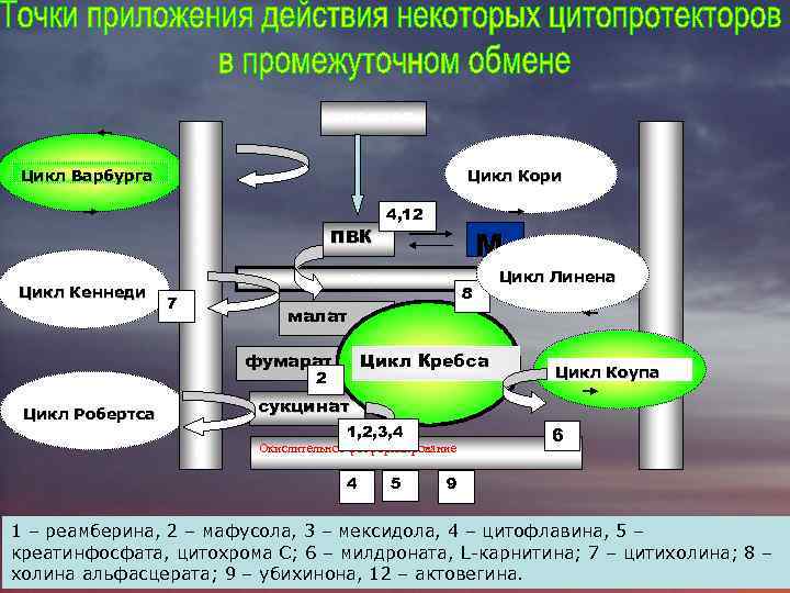 М Е М Б Р А Н А Цикл Варбурга Цикл Кеннеди Цикл Робертса