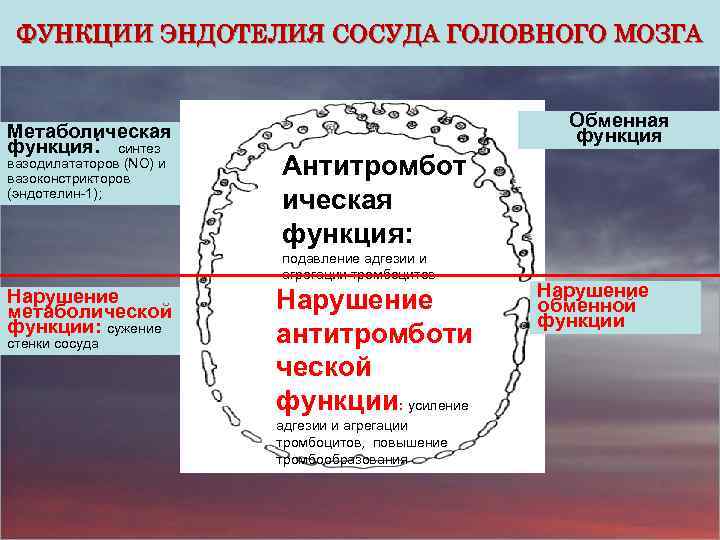 ФУНКЦИИ ЭНДОТЕЛИЯ СОСУДА ГОЛОВНОГО МОЗГА Метаболическая функция: синтез вазодилататоров (NO) и вазоконстрикторов (эндотелин-1); Обменная