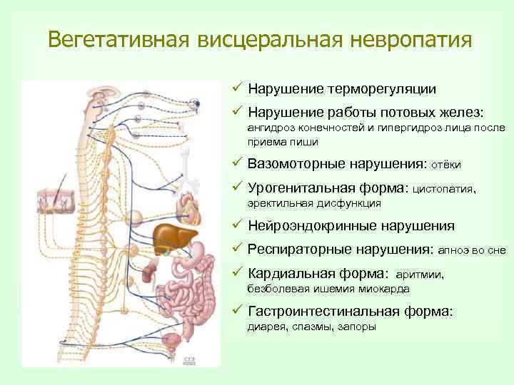 Вегетативная висцеральная невропатия ü Нарушение терморегуляции ü Нарушение работы потовых желез: ангидроз конечностей и