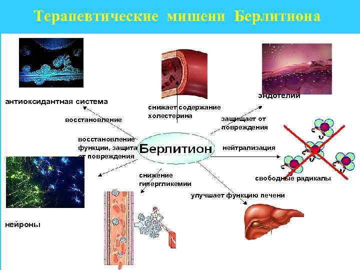 Терапевтические мишени Берлитиона антиоксидантная система восстановление эндотелий снижает содержание холестерина защищает от повреждения восстановление
