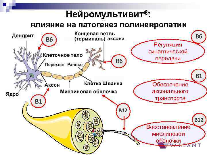 Нейромультивит®: влияние на патогенез полиневропатии В 6 В 6 Регуляция синаптической передачи В 1