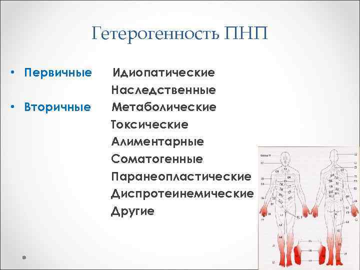 Гетерогенность ПНП • Первичные • Вторичные Идиопатические Наследственные Метаболические Токсические Алиментарные Соматогенные Паранеопластические Диспротеинемические