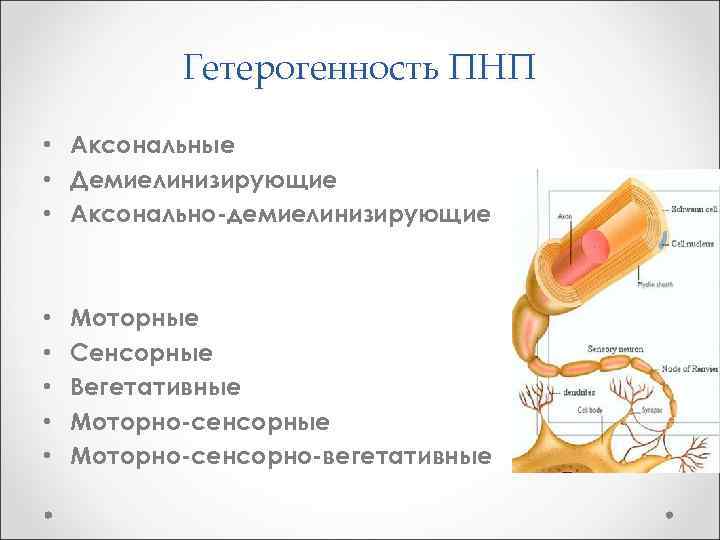 Гетерогенность ПНП • Аксональные • Демиелинизирующие • Аксонально-демиелинизирующие • • • Моторные Сенсорные Вегетативные