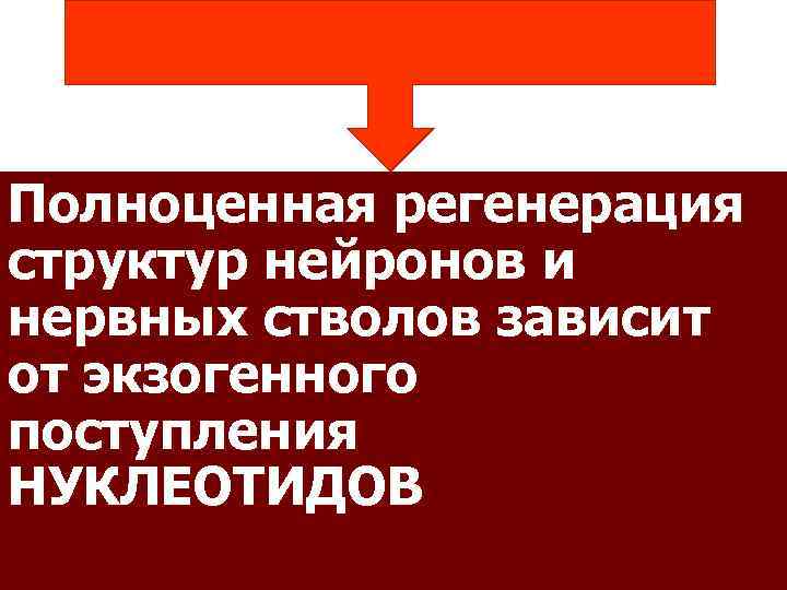 Полноценная регенерация структур нейронов и нервных стволов зависит от экзогенного поступления НУКЛЕОТИДОВ 