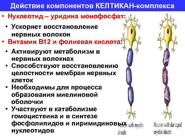 Действие компонентов КЕЛТИКАН-комплекса • Нуклеотид – уридина монофосфат: • Ускоряет восстановление нервных волокон •