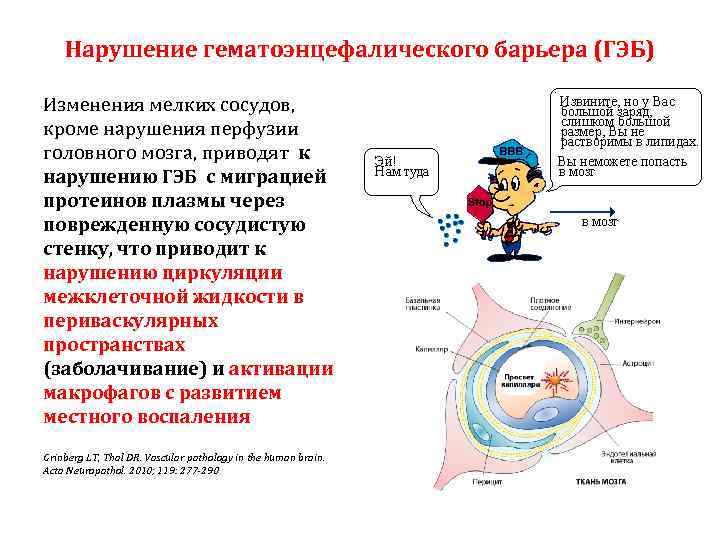 Нарушение гематоэнцефалического барьера (ГЭБ) Изменения мелких сосудов, кроме нарушения перфузии головного мозга, приводят к