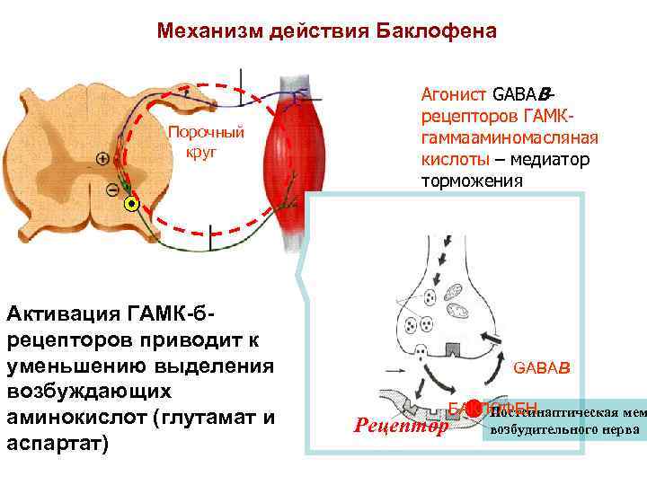Механизм действия Баклофена Порочный круг Активация ГАМК-брецепторов приводит к уменьшению выделения возбуждающих аминокислот (глутамат