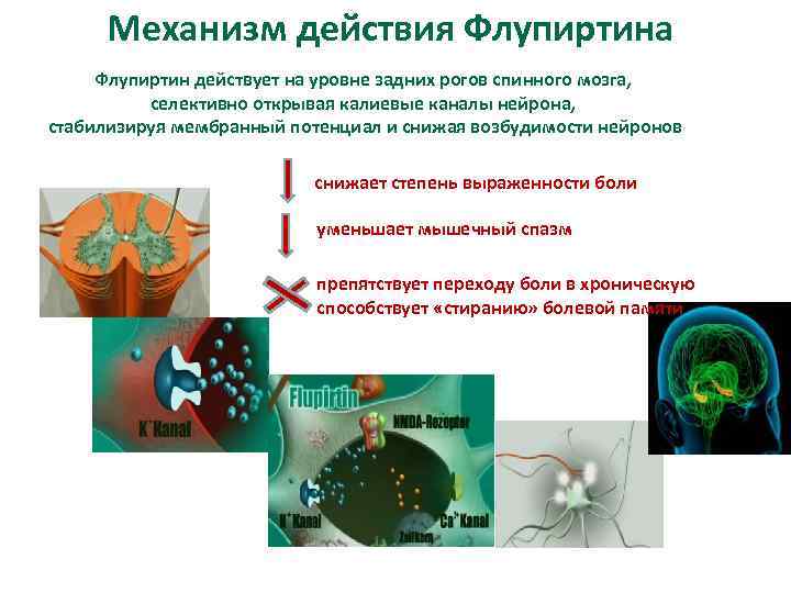 Механизм действия Флупиртина Флупиртин действует на уровне задних рогов спинного мозга, селективно открывая калиевые