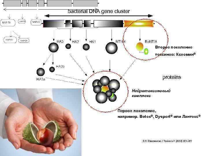 bacterial DNA gene cluster Второе поколение токсинов: Ксеомин® proteins Нейротоксиновый комплекс Первое поколение, например.