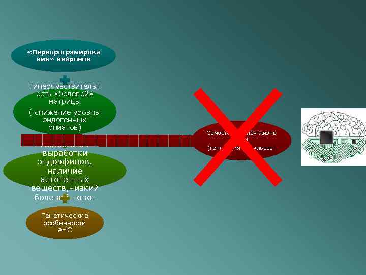  «Перепрограмирова ние» нейронов Гиперчувствительн ость «болевой» матрицы ( снижение уровны эндогенных опиатов) Недостаток