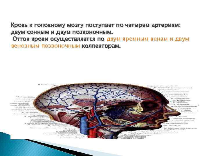 Кровь к головному мозгу поступает по четырем артериям: двум сонным и двум позвоночным. Отток