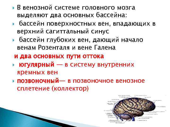 В венозной системе головного мозга выделяют два основных бассейна: бассейн поверхностных вен, впадающих в