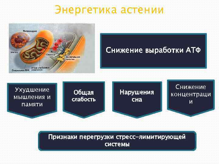 Энергетика астении Снижение выработки АТФ Ухудшение мышления и памяти Общая слабость Нарушения сна Снижение