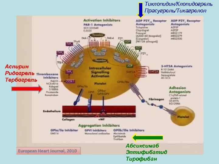 Тиклопидин/Клопидогрель Прасугрель/Тикагрелол Аспирин Ридогрель Тербогрель Абсиксимаб Эптифибатид Тирофибан 