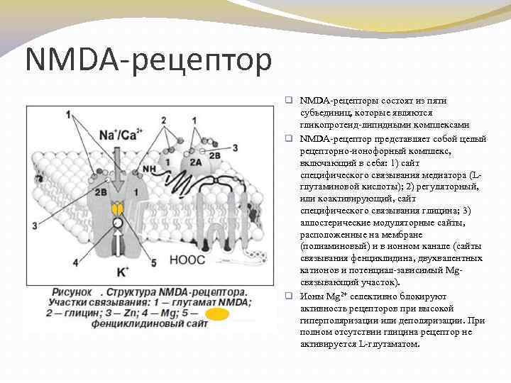 Nmda рецепторы это