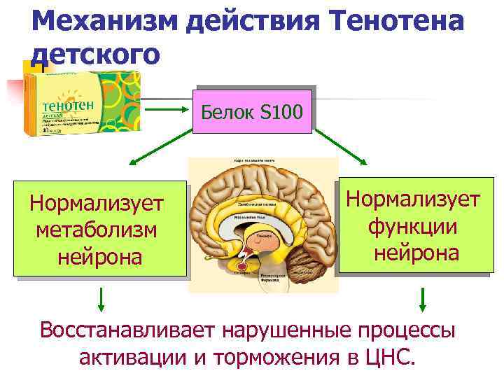 Механизм действия Тенотена детского Белок S 100 Нормализует метаболизм нейрона Нормализует функции нейрона Восстанавливает