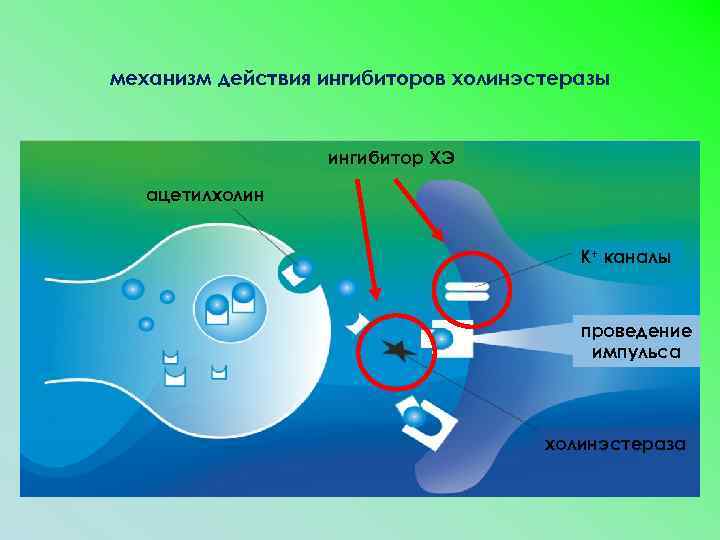 механизм действия ингибиторов холинэстеразы ингибитор ХЭ ацетилхолин К+ каналы проведение импульса холинэстераза 