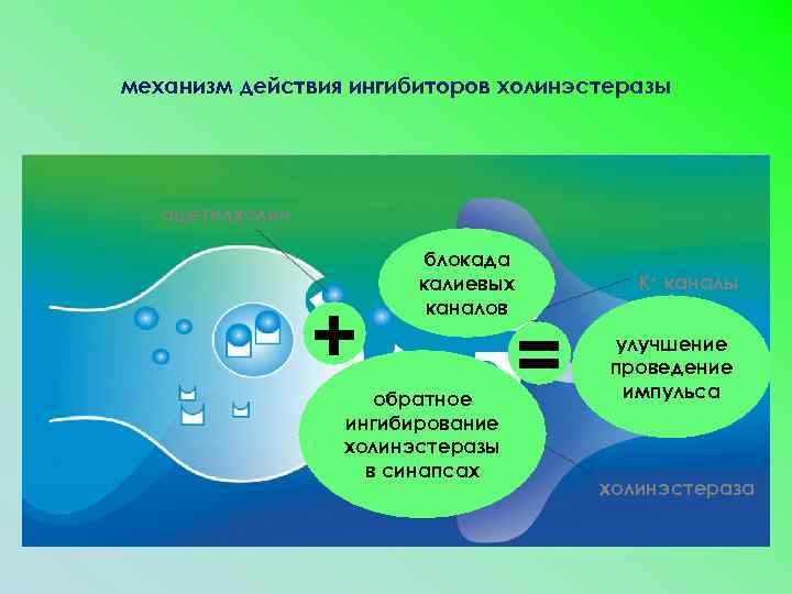 механизм действия ингибиторов холинэстеразы ацетилхолин + блокада калиевых каналов обратное ингибирование холинэстеразы в синапсах