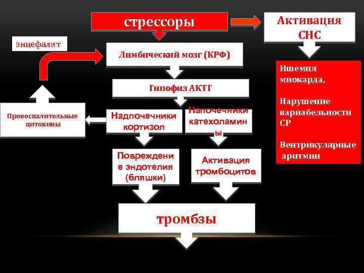 Активация СНС стрессоры энцефалит Лимбический мозг (КРФ) Гипофиз АКТГ Провоспалительные цитокины Надпочечники кортизол Повреждени