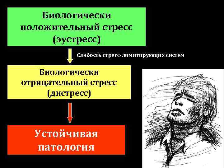 Биологически положительный стресс (эустресс) Слабость стресс-лимитирующих систем Биологически отрицательный стресс (дистресс) Устойчивая патология 