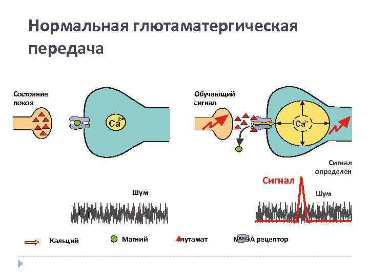 Нормальная глютаматергическая передача Состояние покоя Обучающий сигнал Ca Ca 2+ Сигнал Шум Кальций Магний