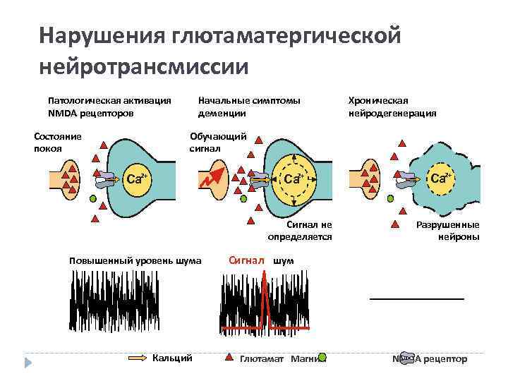 47 Нарушения глютаматергической нейротрансмиссии Патологическая активация NMDA рецепторов Состояние покоя Начальные симптомы деменции Хроническая