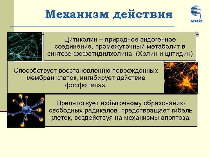 Механизм действия Цитиколин – природное эндогенное соединение, промежуточный метаболит в синтезе фофатидилхолина. (Холин и
