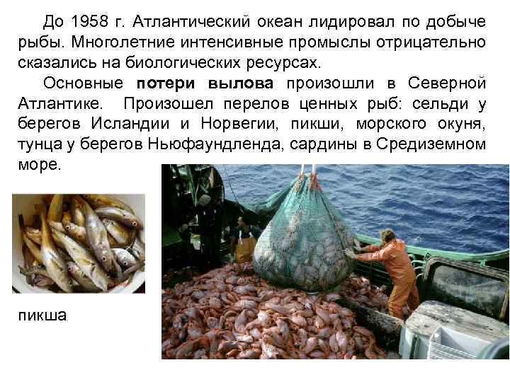 До 1958 г. Атлантический океан лидировал по добыче рыбы. Многолетние интенсивные промыслы отрицательно сказались