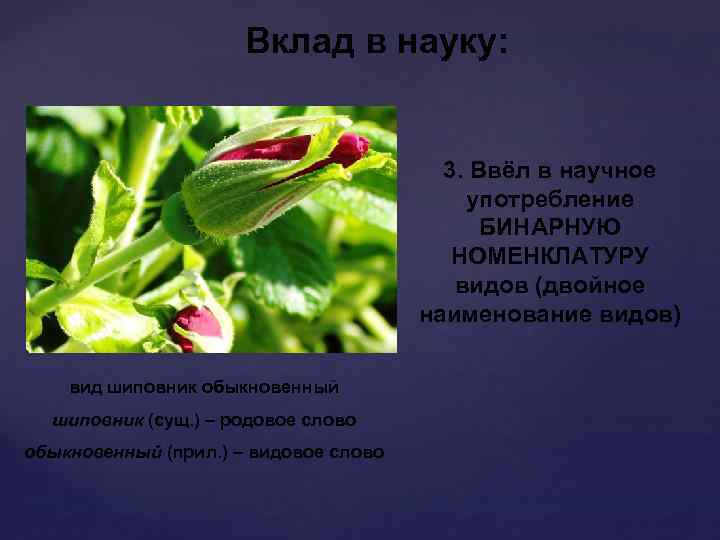 Вклад в науку: 3. Ввёл в научное употребление БИНАРНУЮ НОМЕНКЛАТУРУ видов (двойное наименование видов)