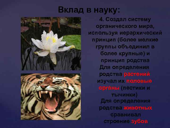 Вклад в науку: 4. Создал систему органического мира, используя иерархический принцип (более мелкие группы