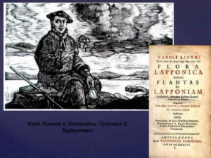 Карл Линней в Лапландии. Гравюра Е. Бургункера. 