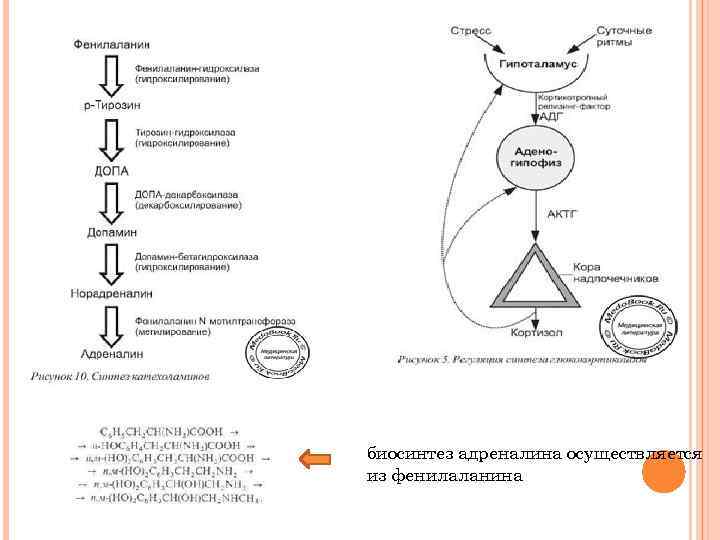 биосинтез адреналина осуществляется из фенилаланина 