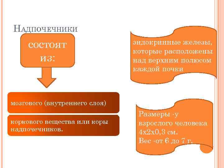 НАДПОЧЕЧНИКИ состоят из: эндокринные железы, которые расположены над верхним полюсом каждой почки мозгового (внутреннего