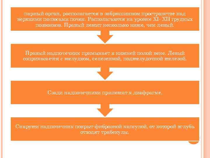 парный орган, располагается в забрюшинном пространстве над верхними полюсами почек. Располагаются на уровне ХI-