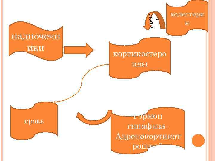 синте з надпочечн ики кровь холестери н кортикостеро иды Гормон гипофиза. Адренокортикот ропный 