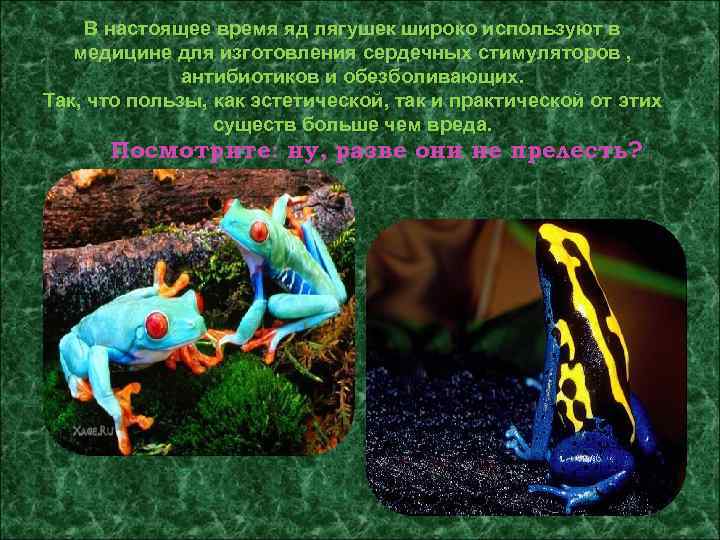 В настоящее время яд лягушек широко используют в медицине для изготовления сердечных стимуляторов ,
