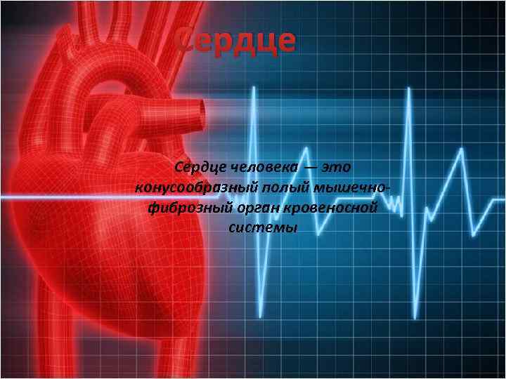 Сердце человека — это конусообразный полый мышечнофиброзный орган кровеносной системы 
