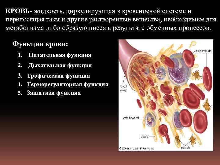 КРОВЬ- жидкость, циркулирующая в кровеносной системе и переносящая газы и другие растворенные вещества, необходимые