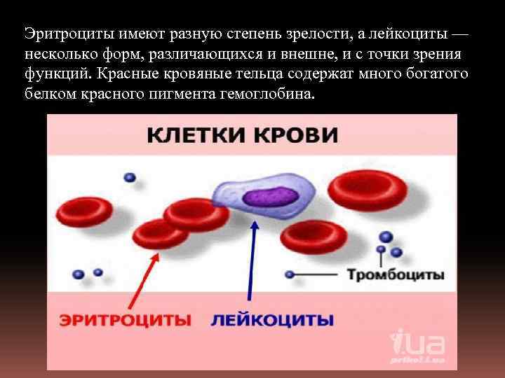 Эритроциты имеют разную степень зрелости, а лейкоциты — несколько форм, различающихся и внешне, и