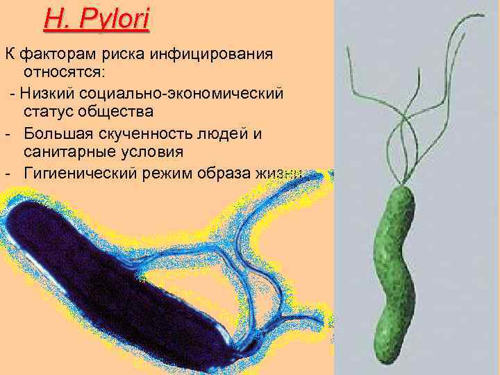 H. Pylori К факторам риска инфицирования относятся: Низкий социально экономический статус общества Большая скученность
