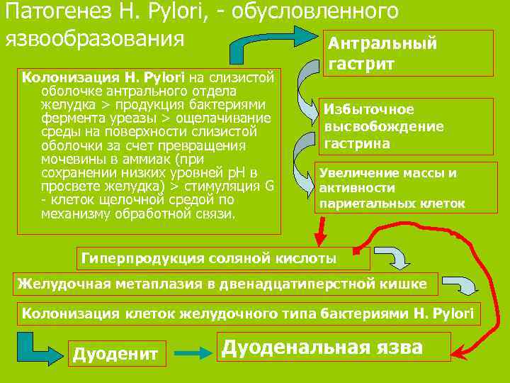 Патогенез H. Pylori, - обусловленного язвообразования Антральный Колонизация H. Pylori на слизистой оболочке антрального