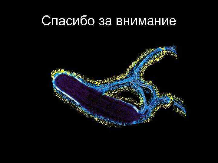 Спасибо за внимание 