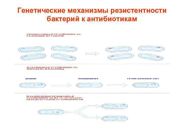 Генетические механизмы резистентности бактерий к антибиотикам 