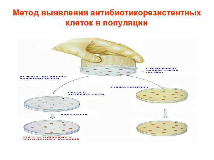 Метод выявления антибиотикорезистентных клеток в популяции 