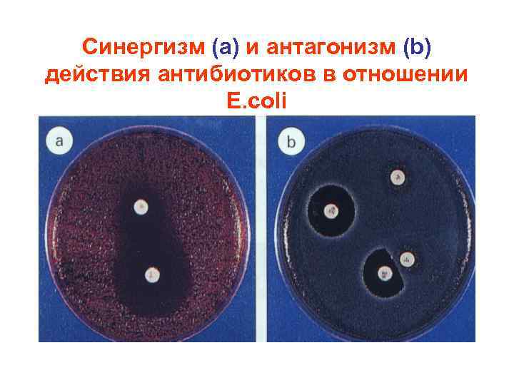 Синергизм (a) и антагонизм (b) действия антибиотиков в отношении E. coli 